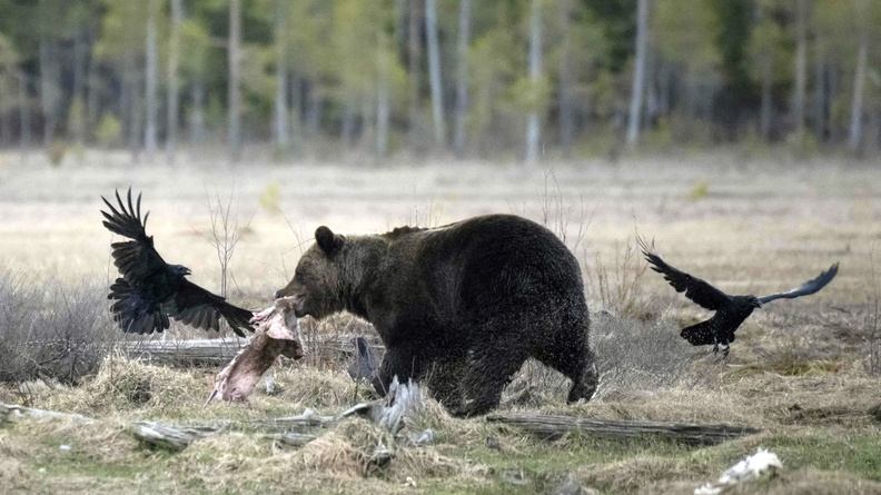 Brown bear harassed by crows, Russian border in Hukkajärvi, eastern Finland
